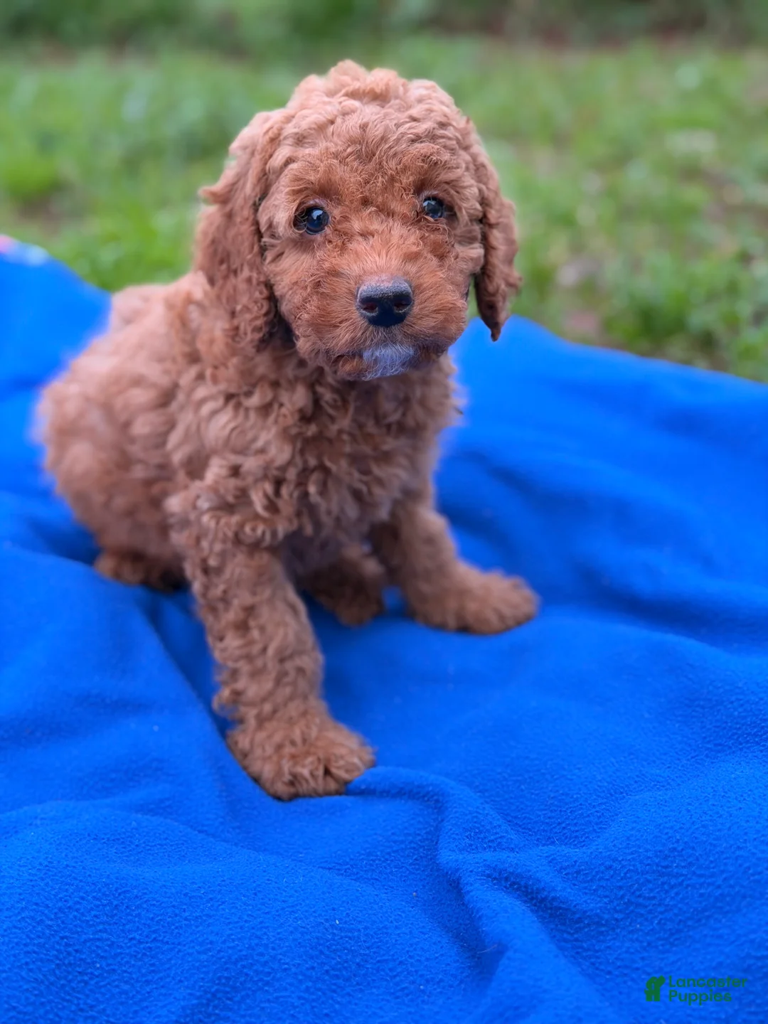 Mini Goldendoodle dogs for sale: Comet  - Ad 4