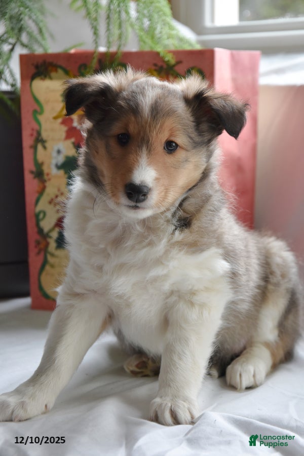 Shetland Sheepdog dogs Tonya - Ad 8