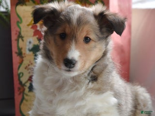 Shetland Sheepdog dogs Tonya - Ad 2