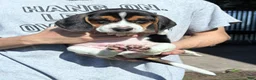 Beagle dogs for sale: Toby  - Ad 7