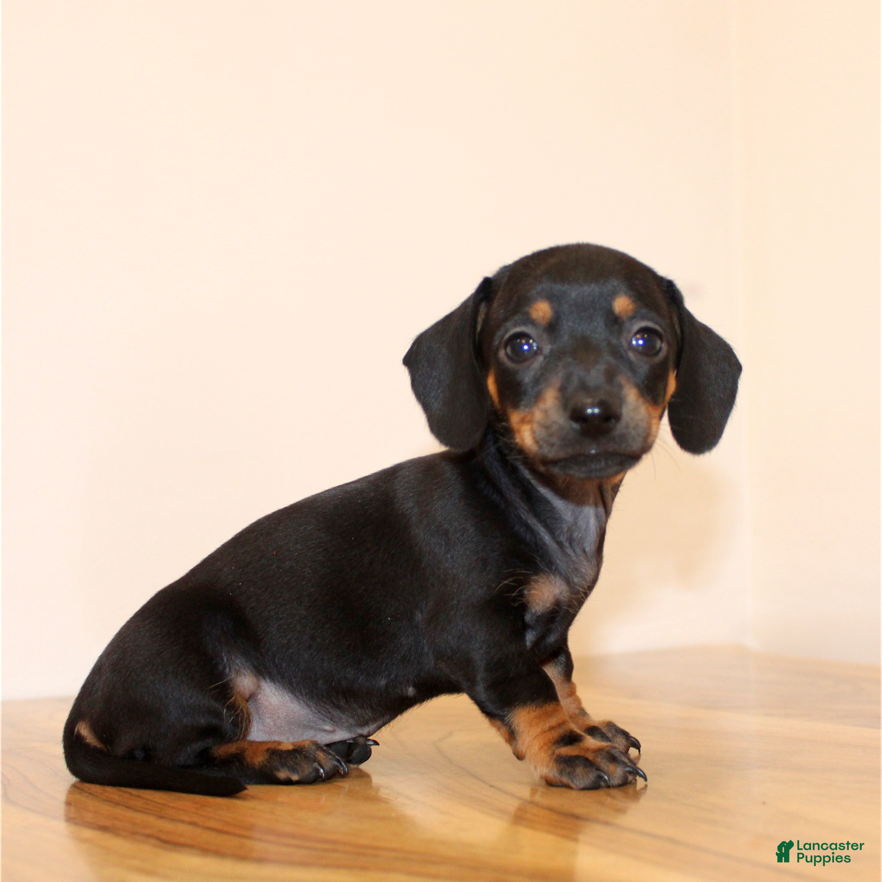 Miniature Dachshund dogs Blackie - Ad 32
