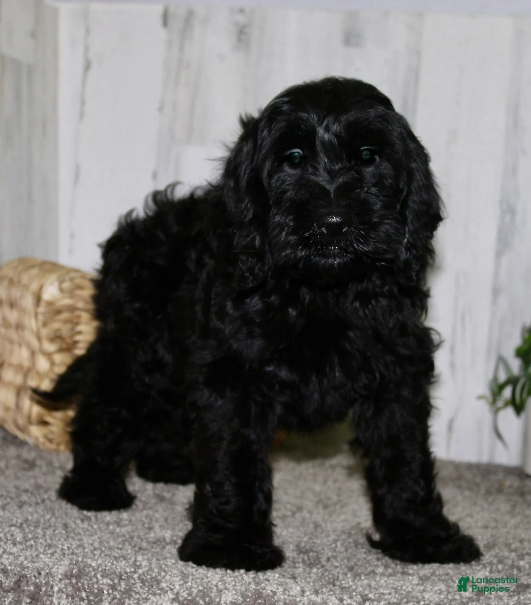 Cockapoo dogs for sale: Toby - Ad 3