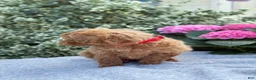 Toy Poodle dogs for sale: Patsy - Ad 14