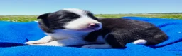 Border Collie dogs for sale: Denver - Ad 9