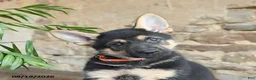 German Shepherd dogs for sale: Norway - Ad 5