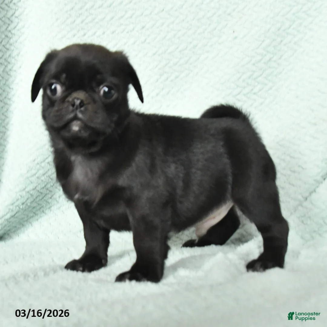 Pug dogs for sale: Admiral - Ad 3