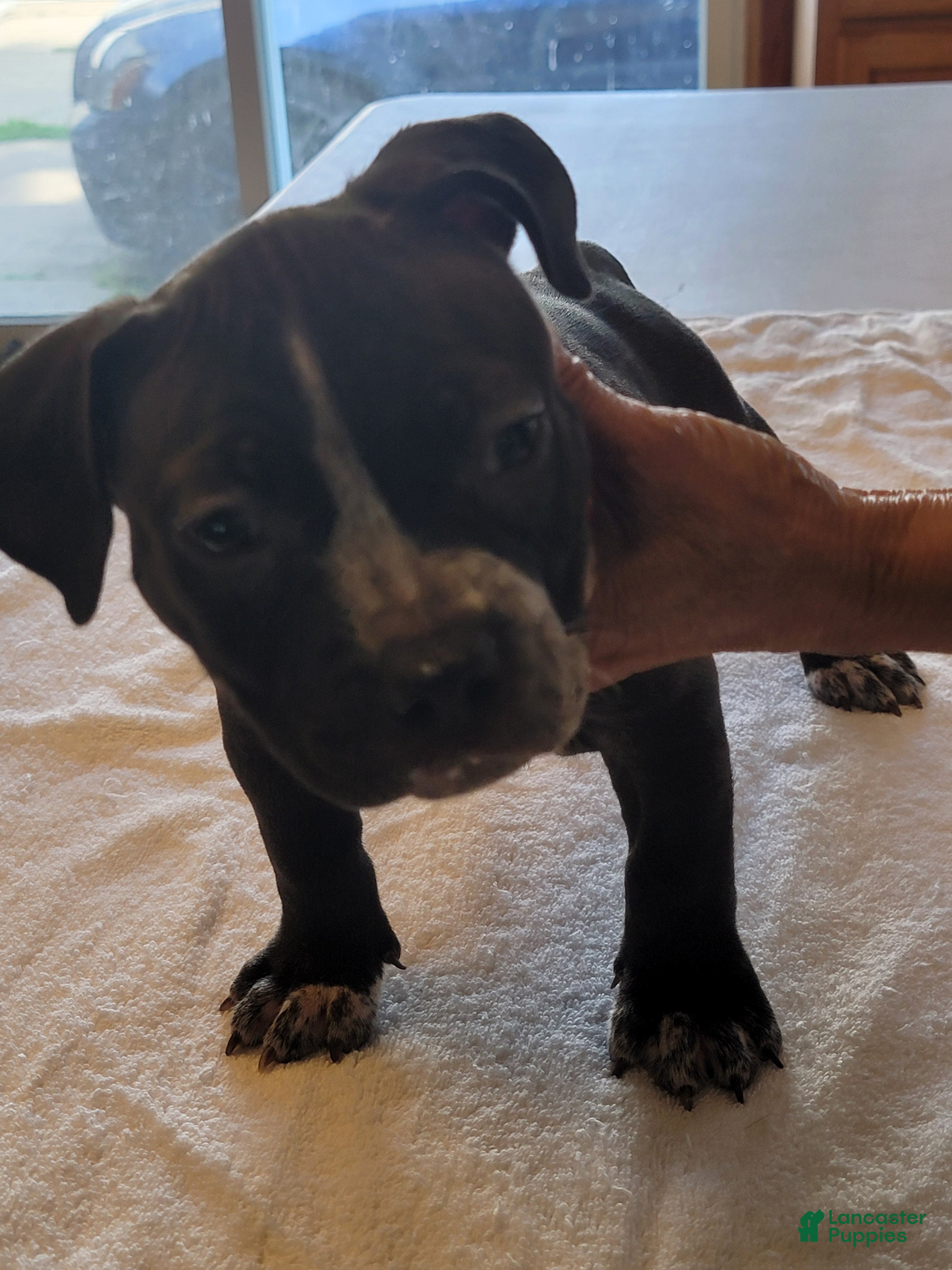 American Bully dogs American Bully 7 - Ad 42