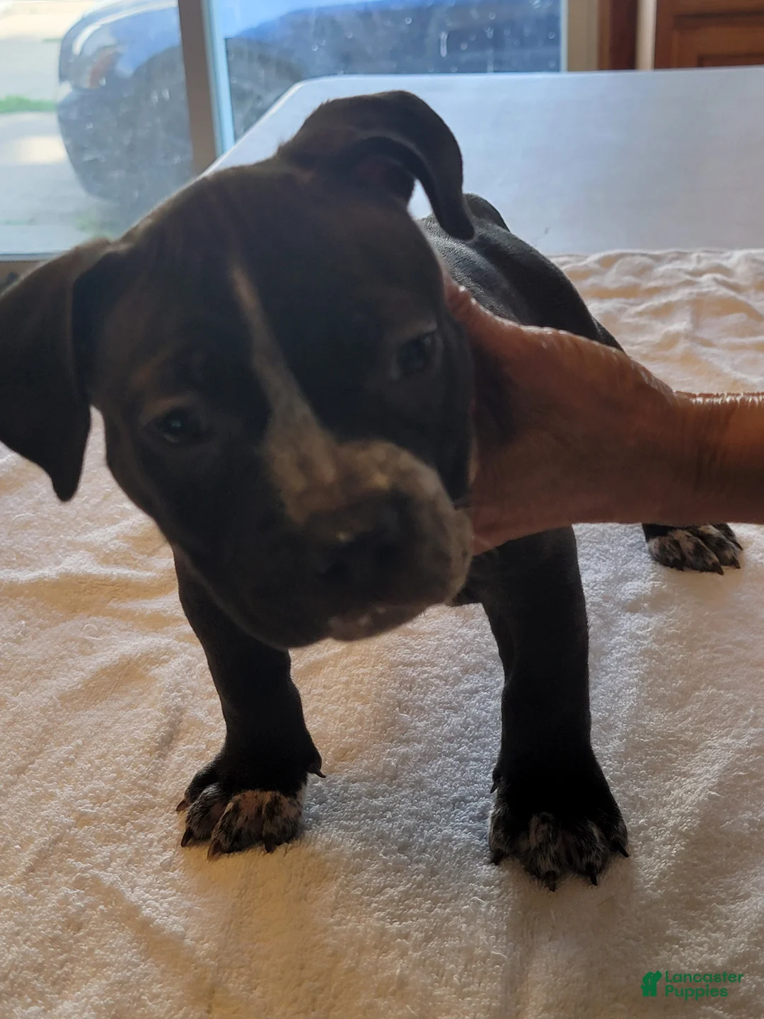 American Bully dogs for sale: American Bully 7 - Ad 1