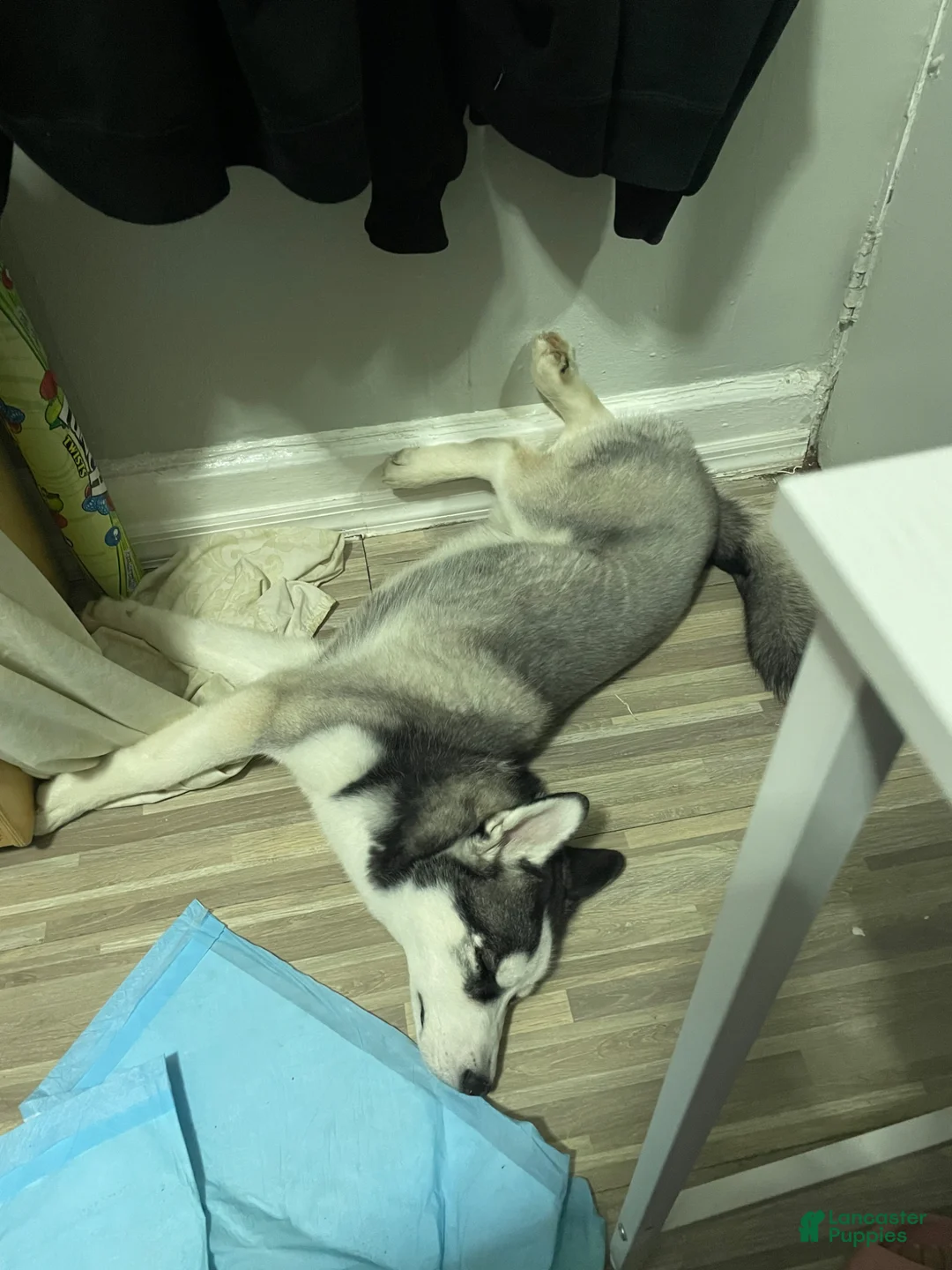 Siberian Husky dogs for sale: Siberian Husky Puppy 1 - Ad 2