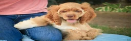 Cocker Spaniel dogs for sale: Atlas Cocker Spaniel  - Ad 3