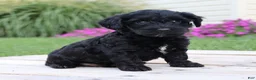 Yorkiepoo dogs for sale: Diesel - Ad 5