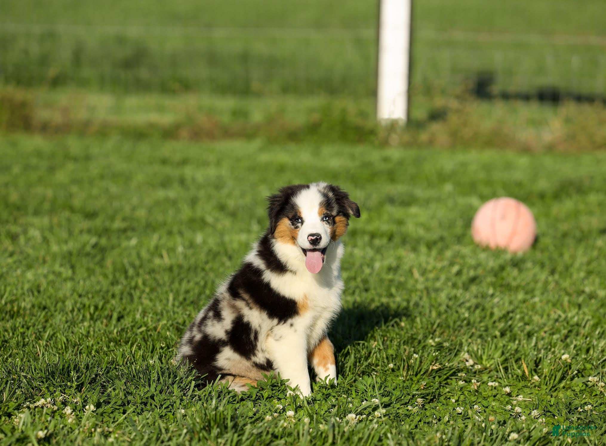 Miniature Australian Shepherd dogs Pop Miniature Australian Shepherd Puppy  - Ad 2