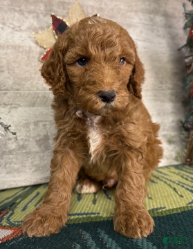 Miniature Poodle dogs Baxter - Ad 21