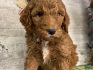 Miniature Poodle dogs Baxter - Ad 22