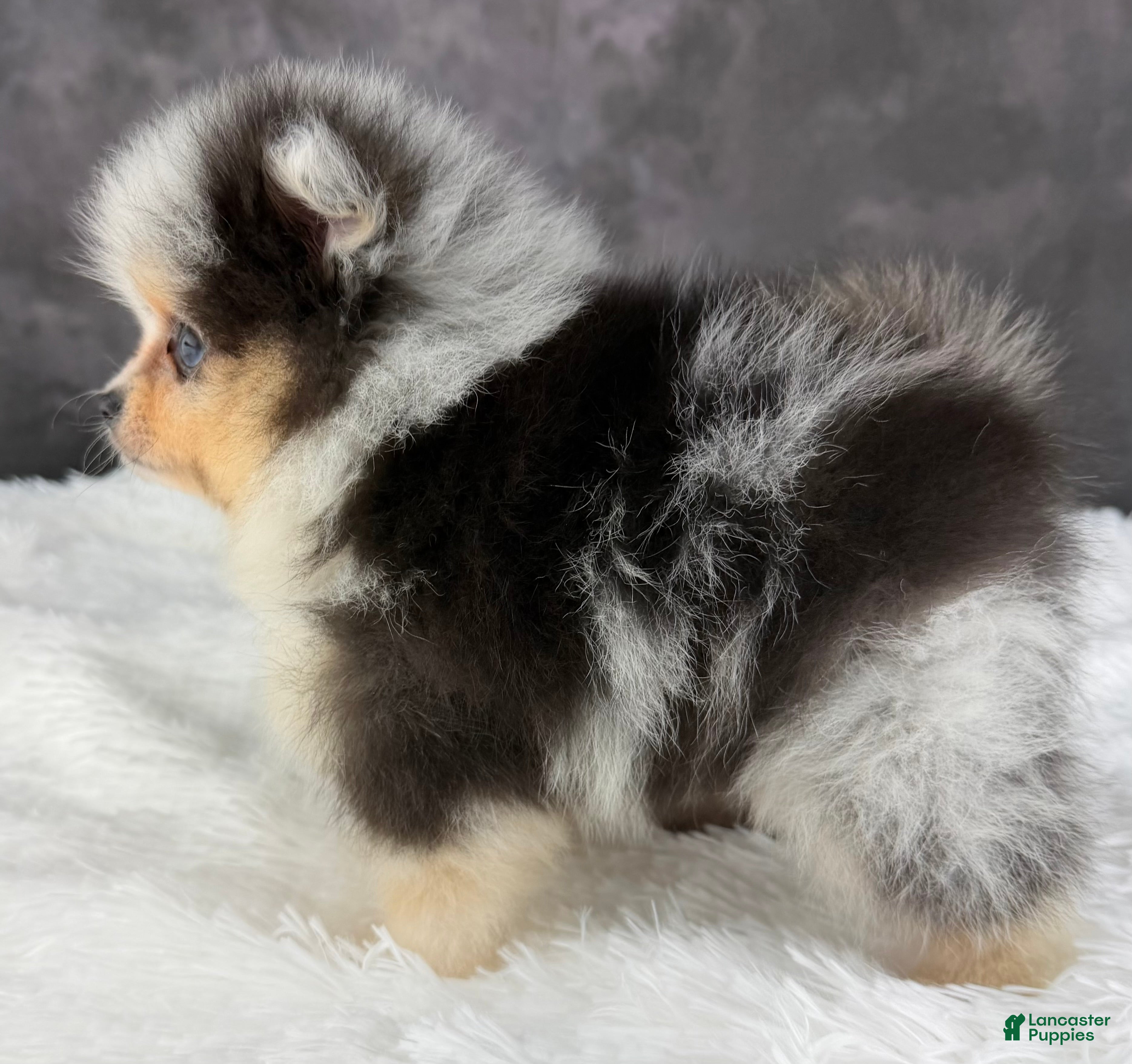 Pomeranian dogs Pomeranian Puppy 1 - Ad 32