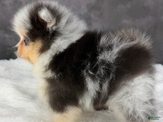 Pomeranian dogs Pomeranian Puppy 1 - Ad 3