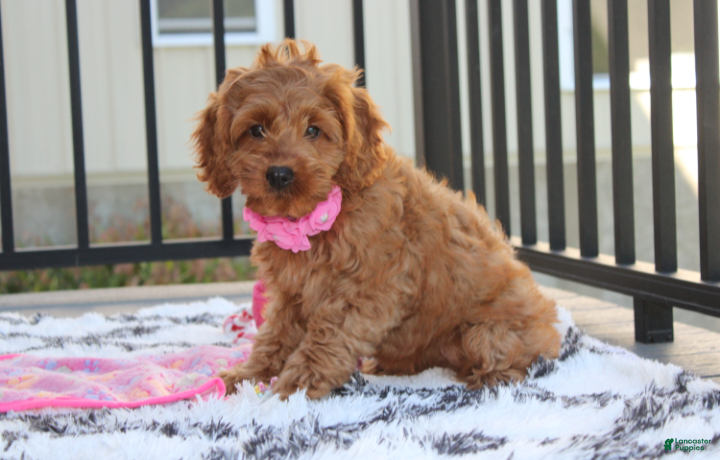 Cockapoo dogs Lyra - Ad 1