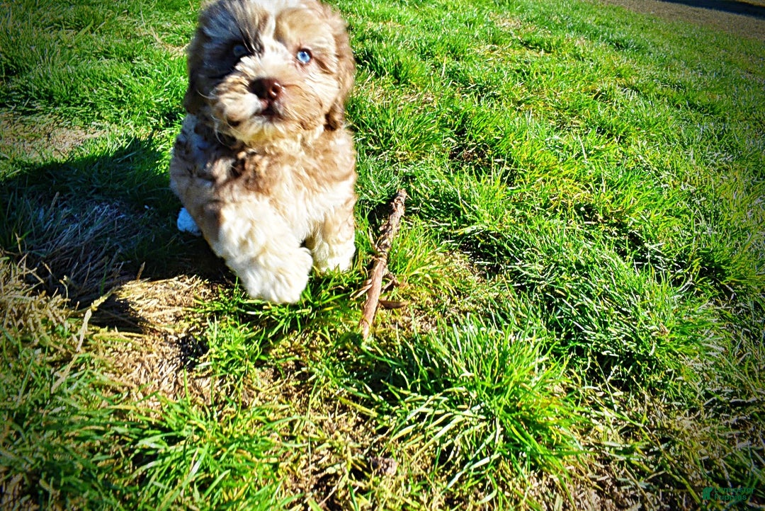 Havapoo dogs for sale: Jasper - Ad 9