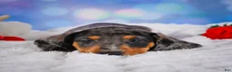 Miniature Dachshund dogs for sale: Prince - Ad 7