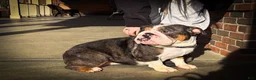 English Bulldog dogs for sale: Winston - Ad 5