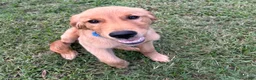 Golden Retriever dogs for sale: Maverick  - Ad 5
