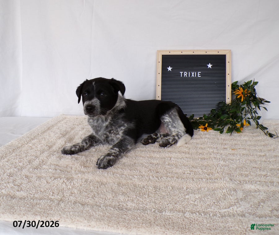 Australian Cattle Dog dogs Trixy - Ad 2