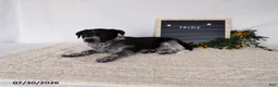 Australian Cattle Dog dogs for sale: Trixy - Ad 2