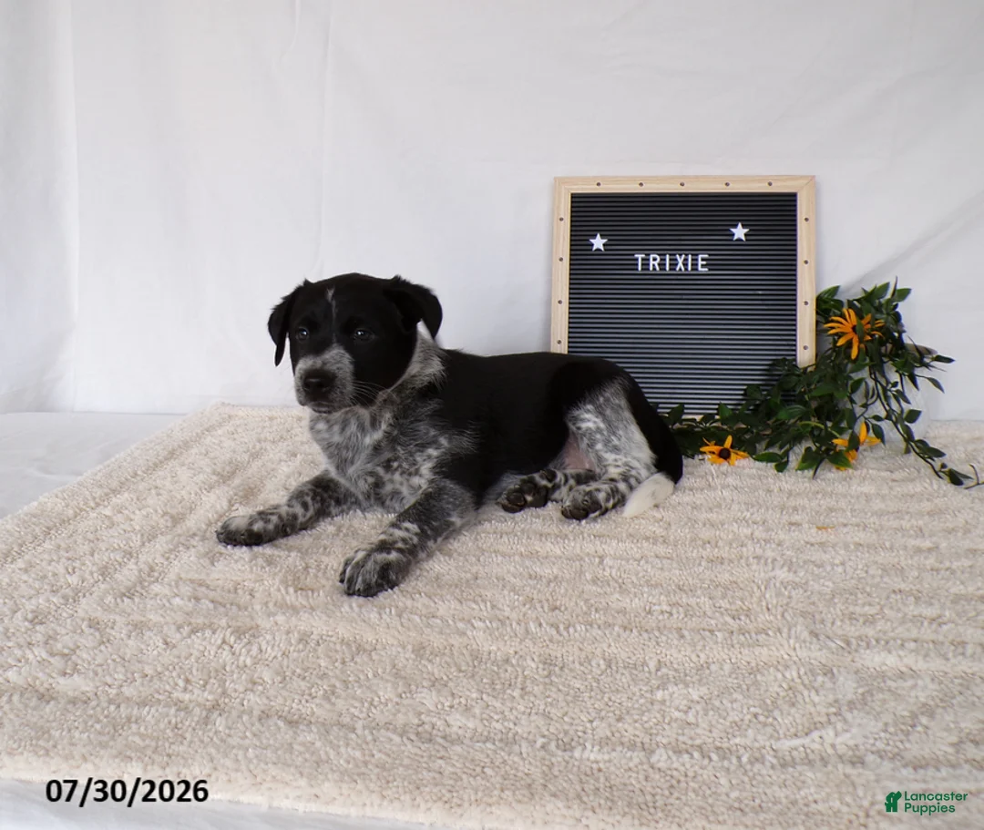 Australian Cattle Dog dogs for sale: Trixy - Ad 2