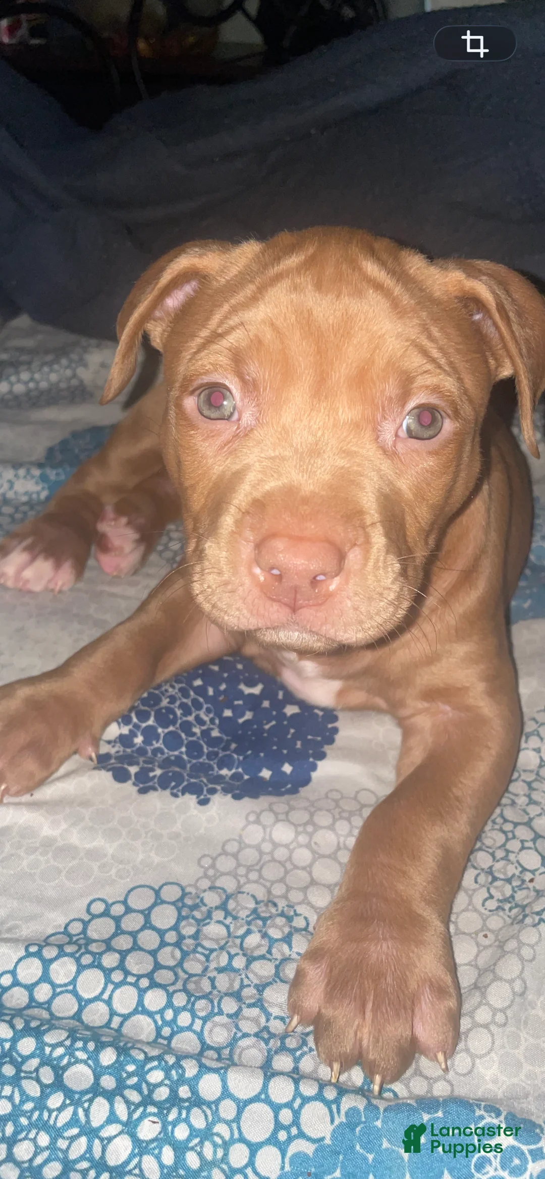 American Pit Bull Terrier dogs for sale: American Pit Bull Terrier 1 - Ad 2