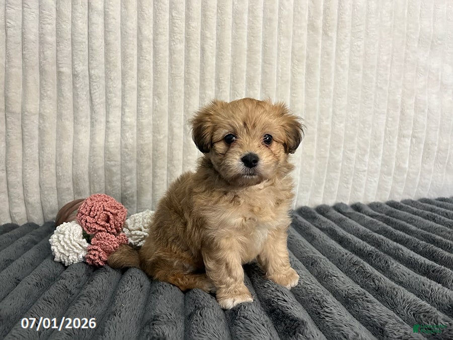 Havapoo dogs for sale: Lady - Ad 2