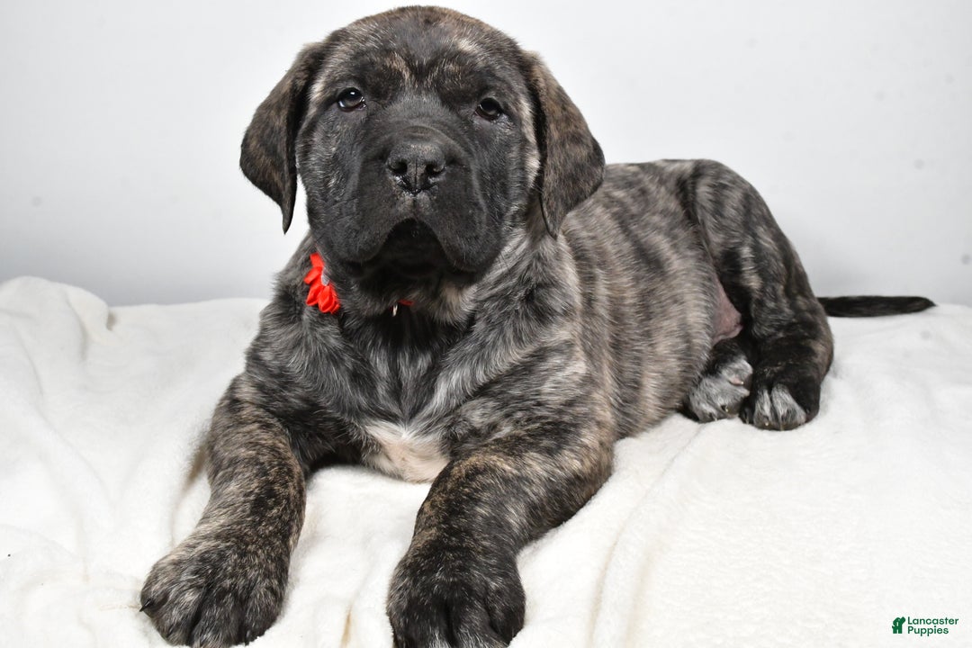 English Mastiff dogs for sale: Sue - Ad 1