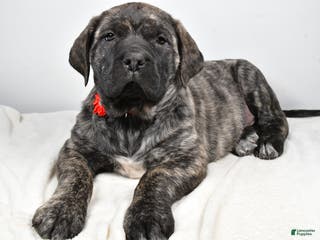 English Mastiff dogs Sue - Ad 12