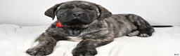 English Mastiff dogs for sale: Sue - Ad 1