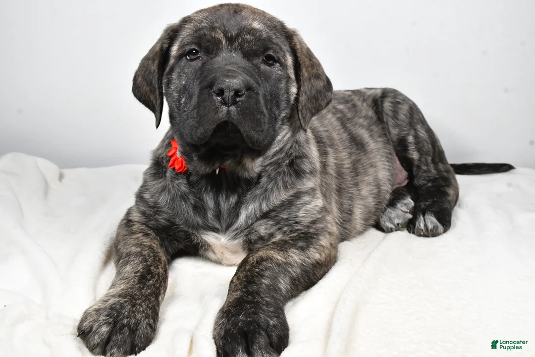 English Mastiff dogs for sale: Sue - Ad 1