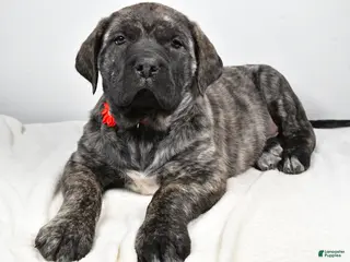 English Mastiff dogs Sue - Ad 5