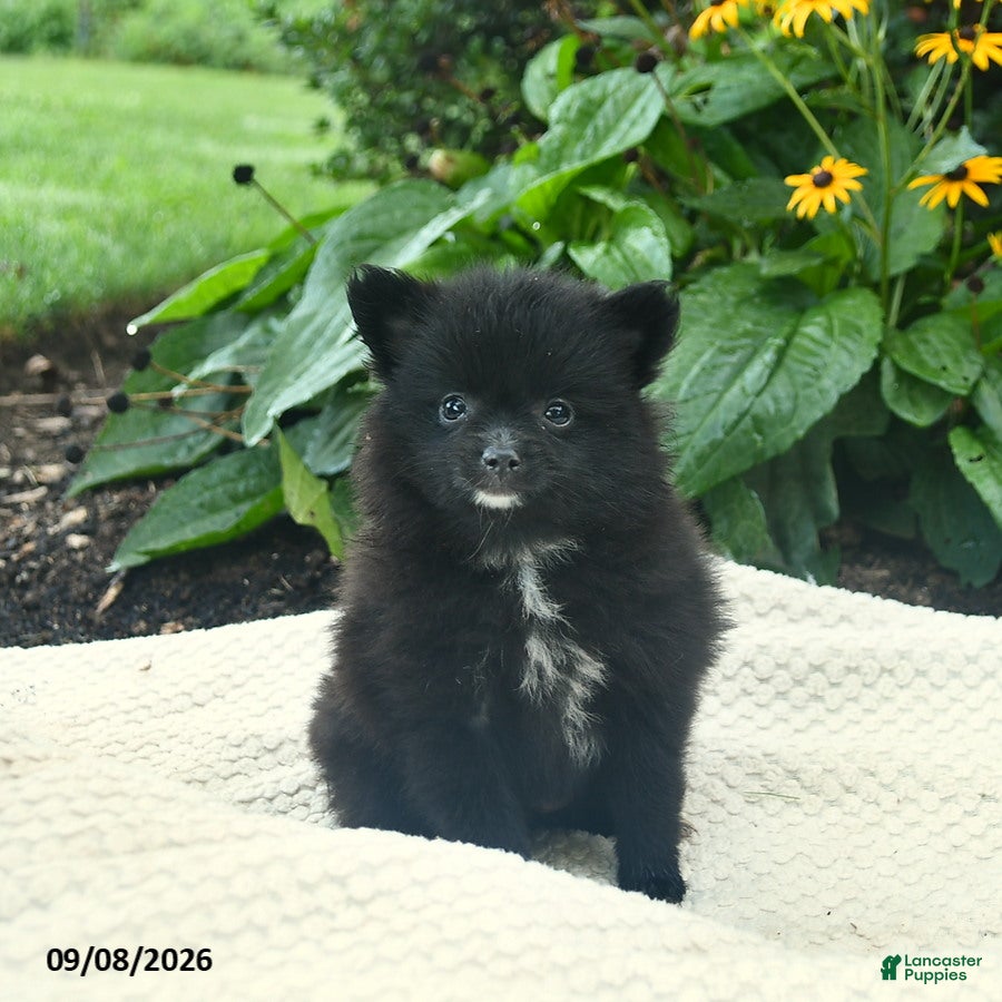 Pomeranian dogs Rosie  - Ad 2
