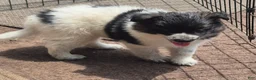 Mixed Breed dogs for sale: Aussie border collie - Ad 3