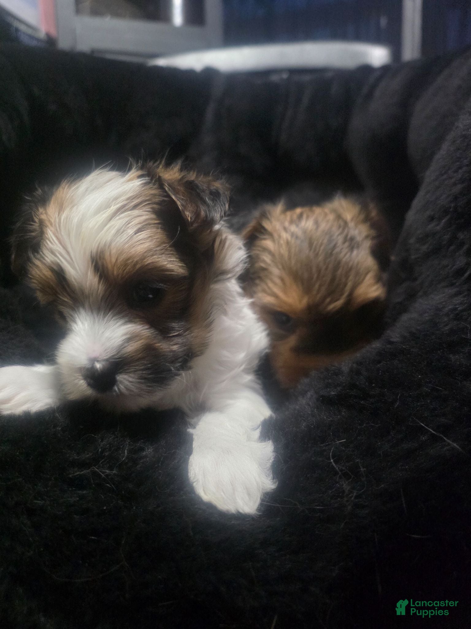 Morkie dogs Morkie 5 - Ad 1