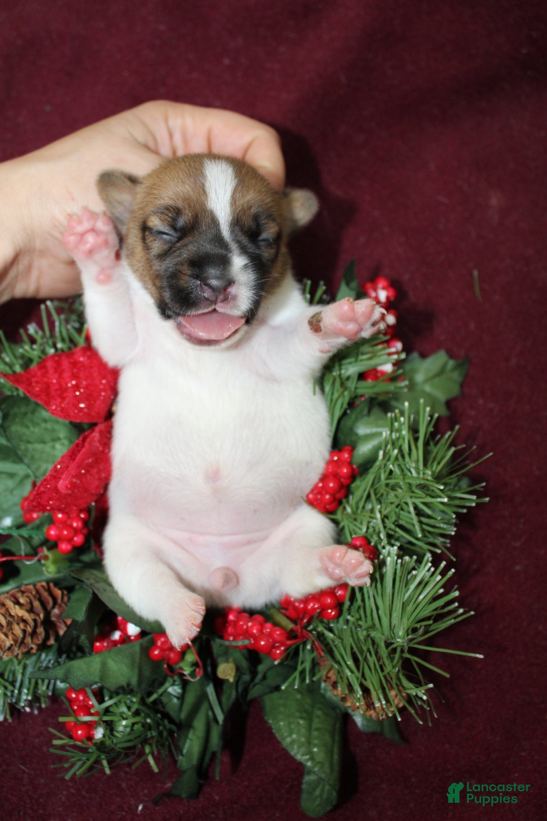 Jack Russell Terrier dogs for sale: BabyRuth - Ad 7