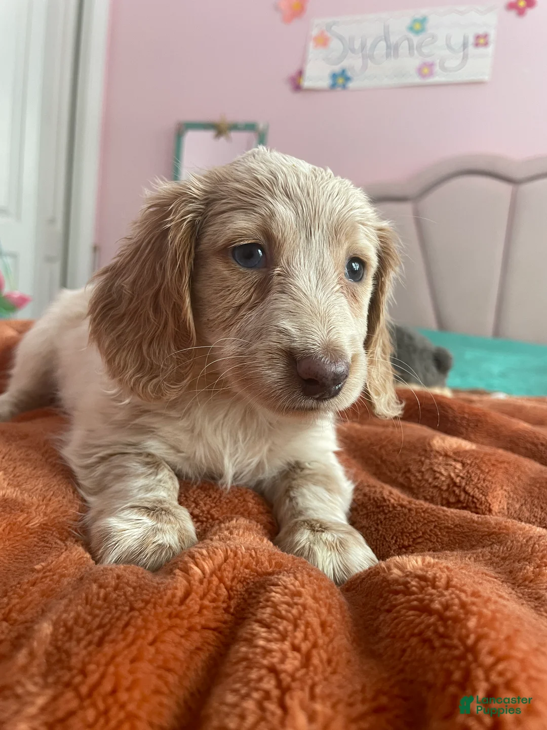 Miniature Dachshund dogs for sale: Chelsea  - Ad 3