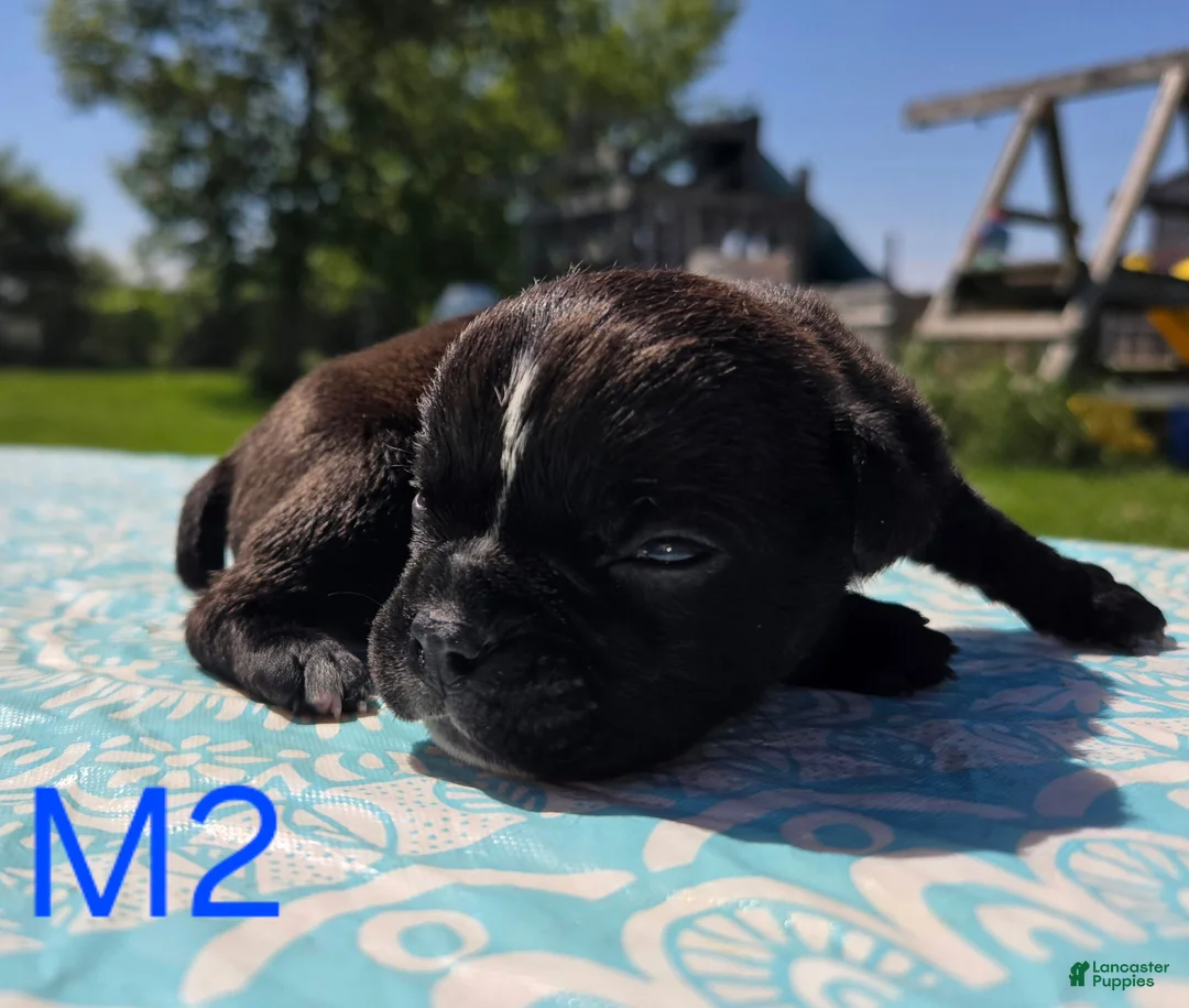 Olde English Bulldogge dogs for sale: Buzz - Ad 1