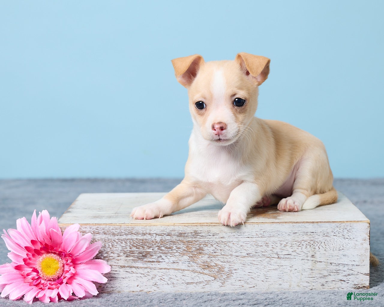 Chihuahua dogs Cally - Ad 1