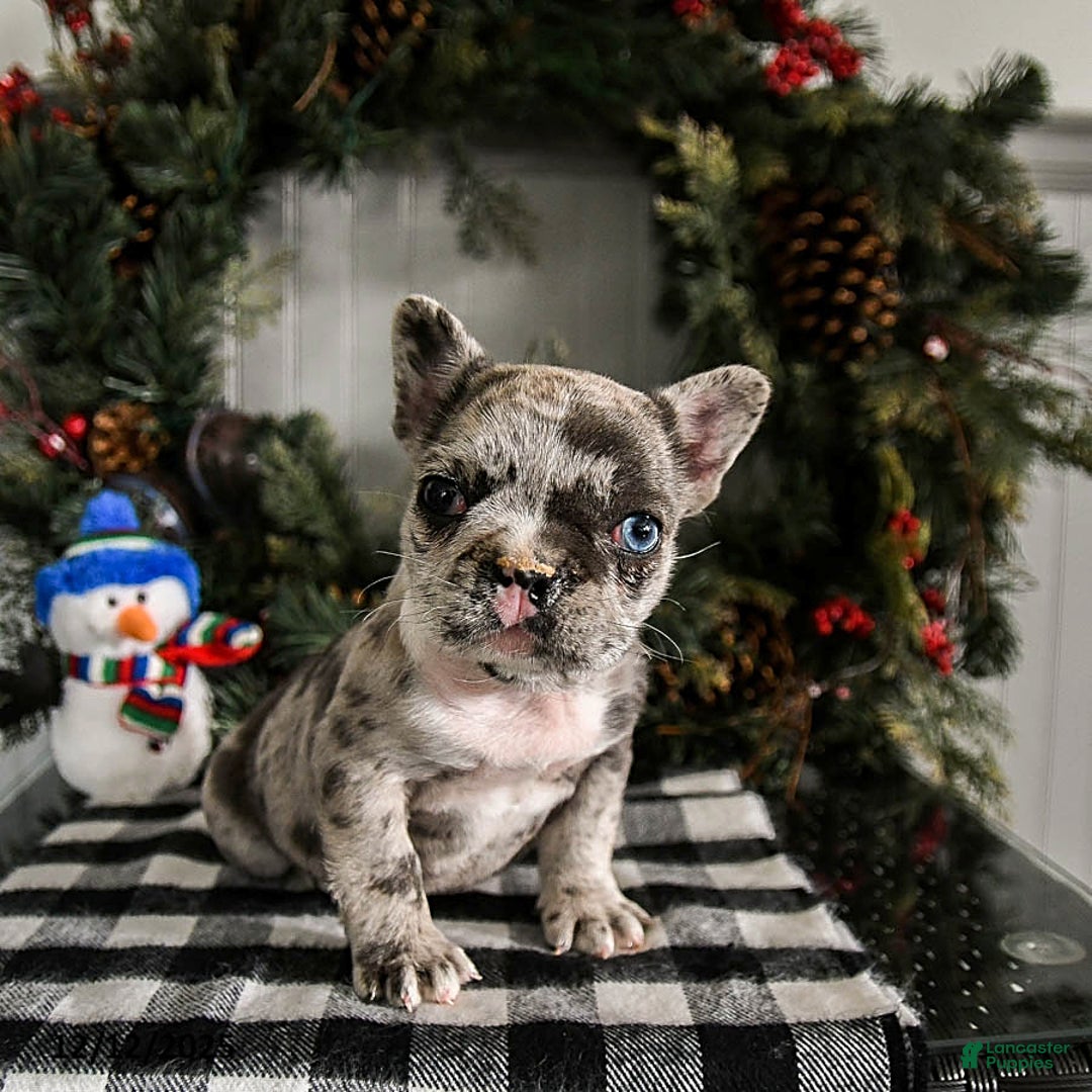 French Bulldog dogs for sale: Snuggles    - Ad 3