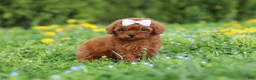 Cavapoo dogs for sale: Precious - Ad 6