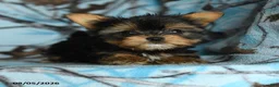 Yorkshire Terrier dogs for sale: Harry - Ad 4
