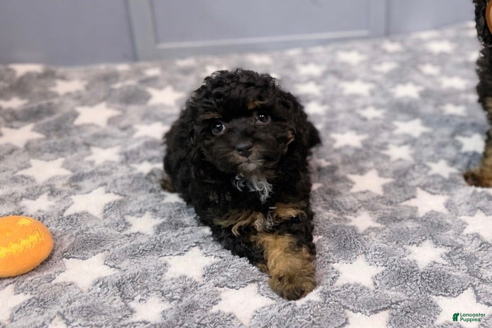 Toy Poodle dogs Boy 2  - Ad 1