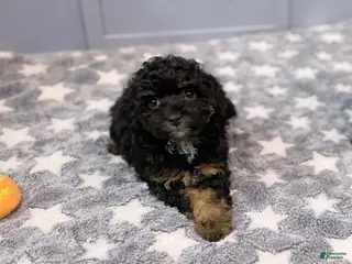 Toy Poodle dogs Boy 2 - Ad 1