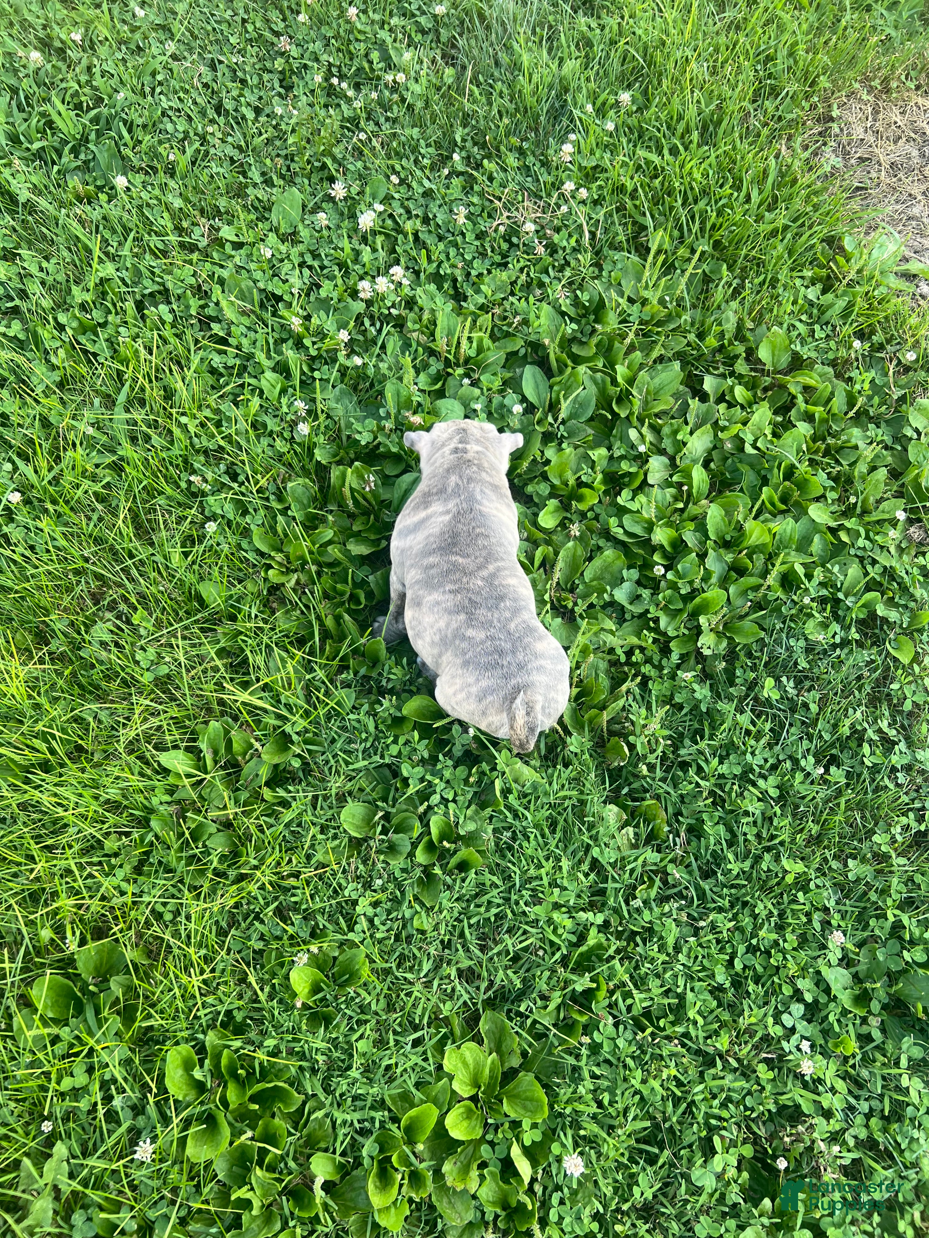 American Bully dogs for sale: American Bully 2 - Ad 3