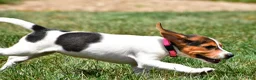 Beagle dogs for sale: Piper - Ad 3