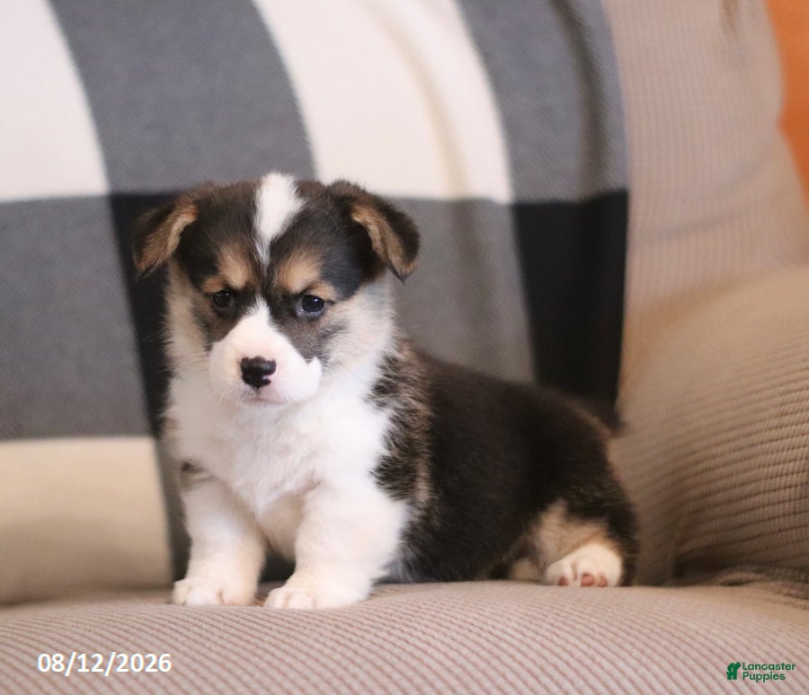 Welsh Corgi Pembroke dogs Punch - Ad 1